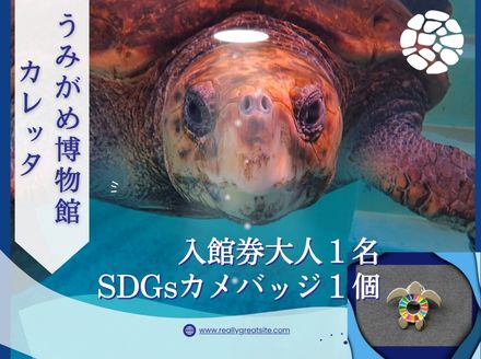 日和佐うみがめ博物館カレッタ　【入館券大人１名とSDGｓカメバッチ１つ】