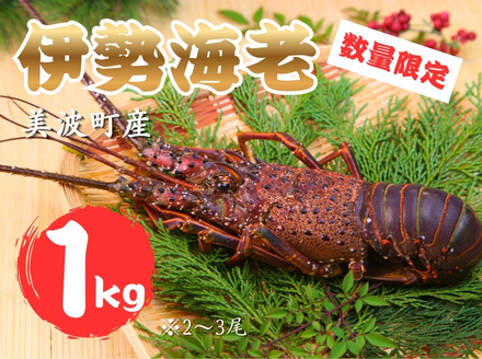 【春期50セット限定】水産庁長官賞受賞！日和佐町漁協直送「天然活伊勢えび」たっぷり1kg（3～5尾）【４月中に獲れ次第発送分】伊勢海老 伊勢えび イセエビ 海老 天然 活 訳あり 1kg 徳島県 美波町 日和佐 産地直送 魚介類 海鮮 数量限定 期間限定 先行予約 お歳暮 お正月 お祝い