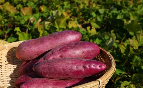 さつまいも(なると金時)松茂町産5kg　徳島 鳴門金時 芋 秋 旬 サツマイモ 正月 おせち