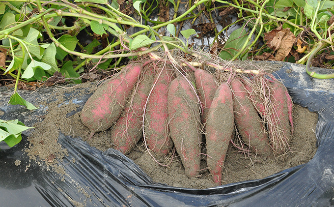 さつまいも(なると金時)松茂町産1.8kg　徳島 鳴門金時 芋 秋 旬 サツマイモ 正月 おせち 贈答用