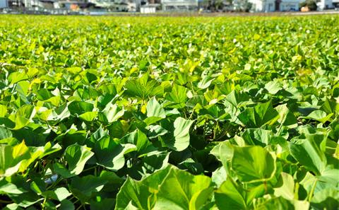 さつまいも(なると金時)松茂町産5kg　徳島 鳴門金時 芋 秋 旬 サツマイモ 正月 おせち