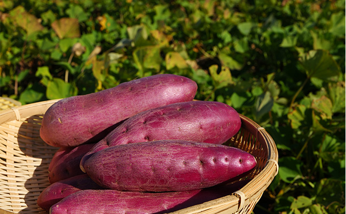 さつまいも(なると金時)松茂町産1.8kg　徳島 鳴門金時 芋 秋 旬 サツマイモ 正月 おせち 贈答用
