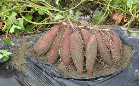 さつまいも(なると金時)松茂町産5kg　徳島 鳴門金時 芋 秋 旬 サツマイモ 正月 おせち