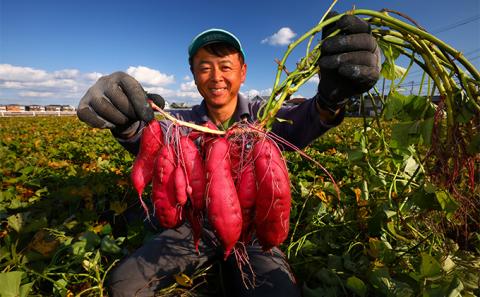 さつまいも(なると金時)松茂町産5kg　徳島 鳴門金時 芋 秋 旬 サツマイモ 正月 おせち