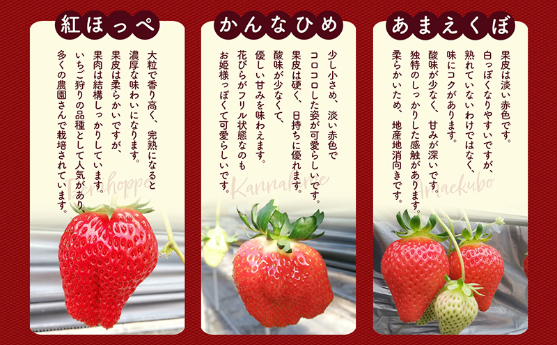 いちごのいちおし1品種4パック　250g×4パック　『とくしま安2（安全・安心）GAP農産物』優秀認定取得