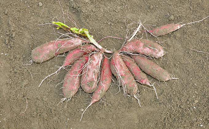 さつまいも(なると金時)松茂町産1.8kg　徳島 鳴門金時 芋 秋 旬 サツマイモ 正月 おせち 贈答用