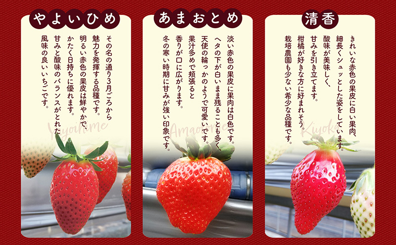 「紅ほっぺ」+3品種　個性派いちご4品種食べ比べセット　250g×4パック　『とくしま安２（安全・安心）農産物』優秀認定取得