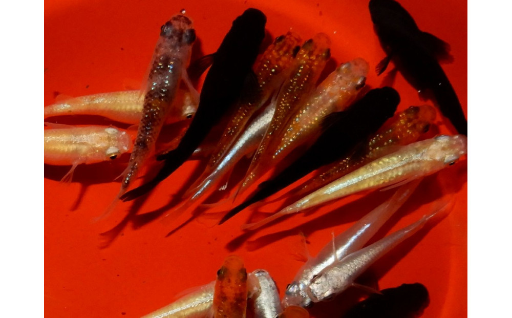 讃岐のめだかの特選めだか レインボーミックスめだか10ペア