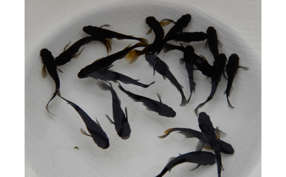 讃岐のめだかの特選めだか ブラックミックスめだか5ペア