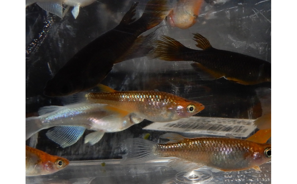 讃岐のめだかの特選めだか ミックスヒレ長めだか5ペア