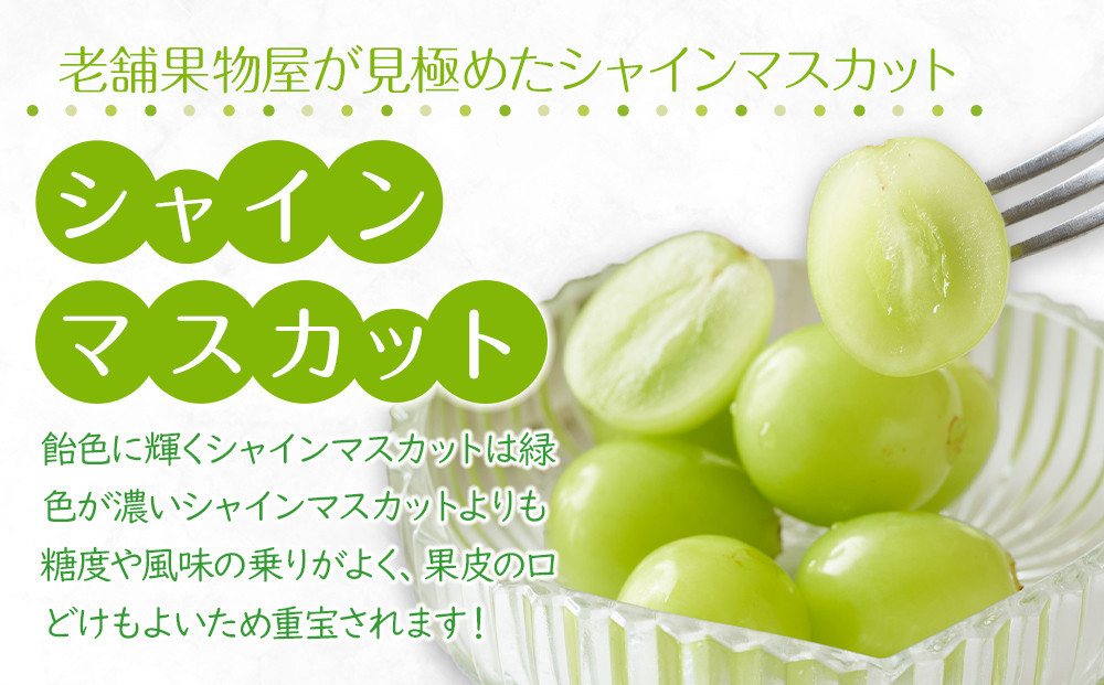 【2025年8月中旬より順次発送】極撰！大房シャインマスカット1房(約750g)｜ぶどう マスカット シャインマスカット ブドウ 種なし 種無し 葡萄 果物 フルーツ くだもの 先行予約 冷蔵 香川 高松