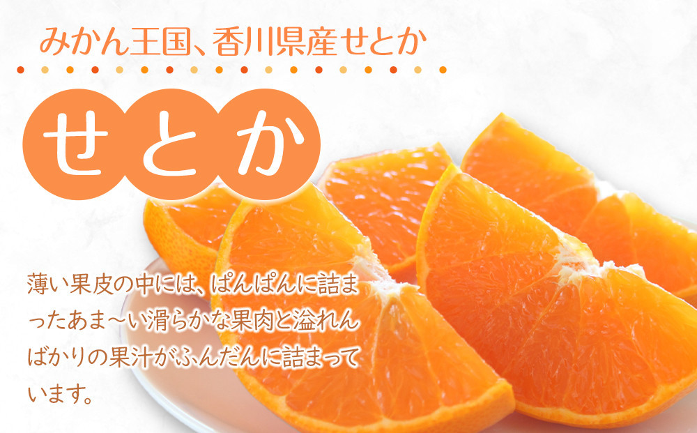 【2026年2月中旬より順次発送】柑橘界の大トロ！せとか　約3kg｜果物 くだもの フルーツ 柑橘 みかん せとか ミカン 人気 おすすめ お土産 ギフト 贈答 家庭用 先行予約 人気 おすすめ 香川 高松