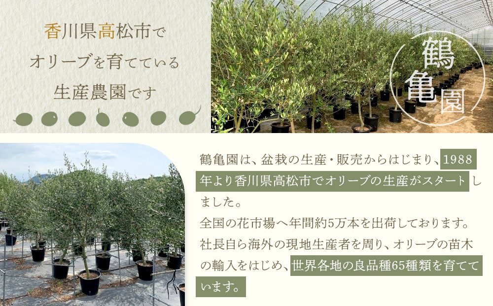 オリーブの木　Lサイズ　高さ約160～180cm