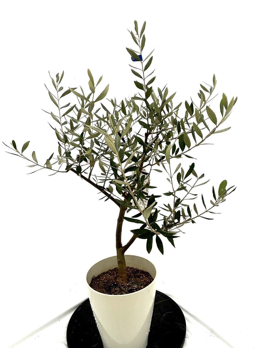 オリーブの木　Sサイズ　高さ約100～130cm