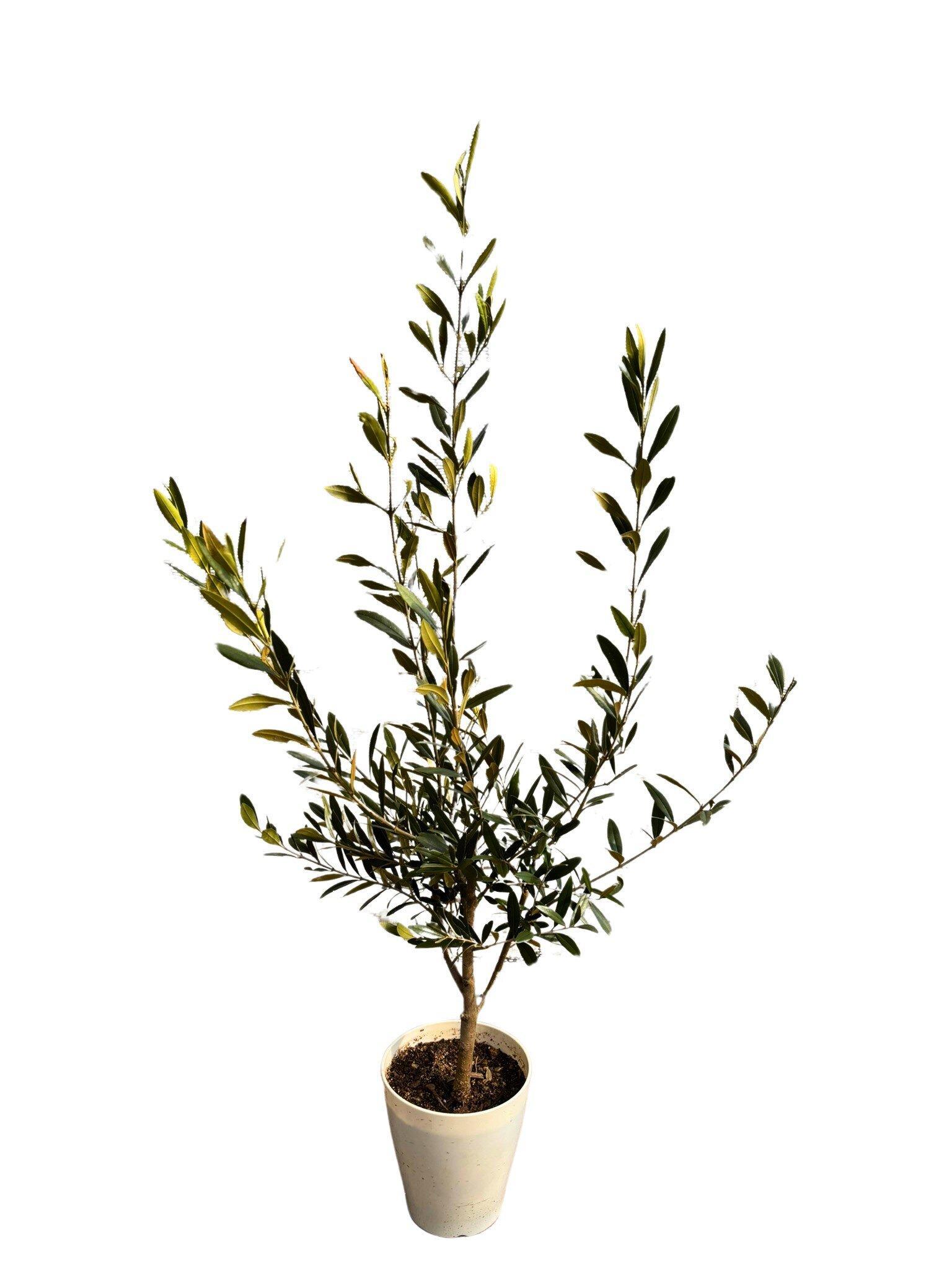 オリーブの木　XSサイズ　高さ80～100cm
