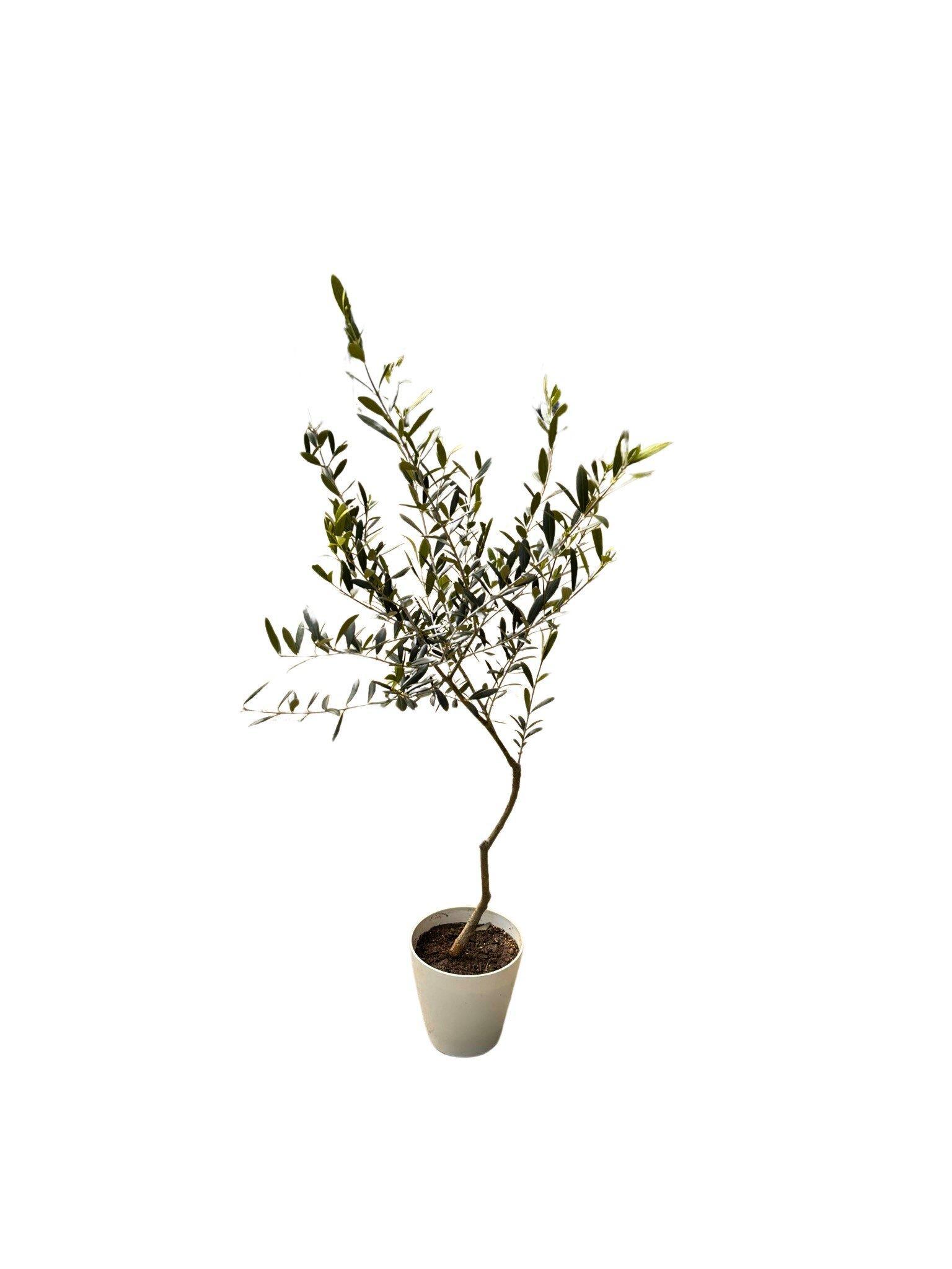 オリーブの木　XXSサイズ　高さ約50～80cm