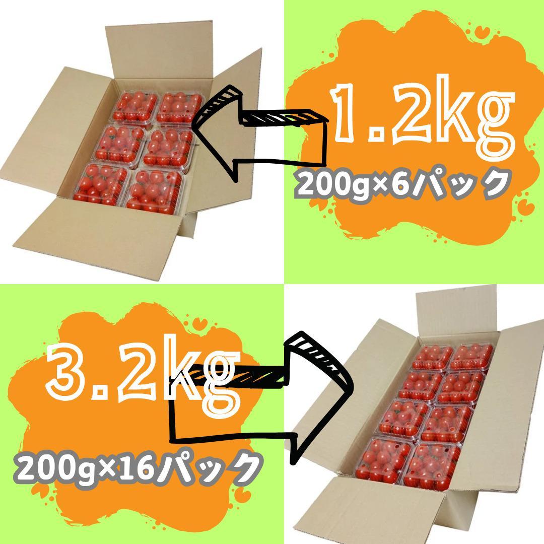 ミニトマト3.2kg (200g×16パック詰め）