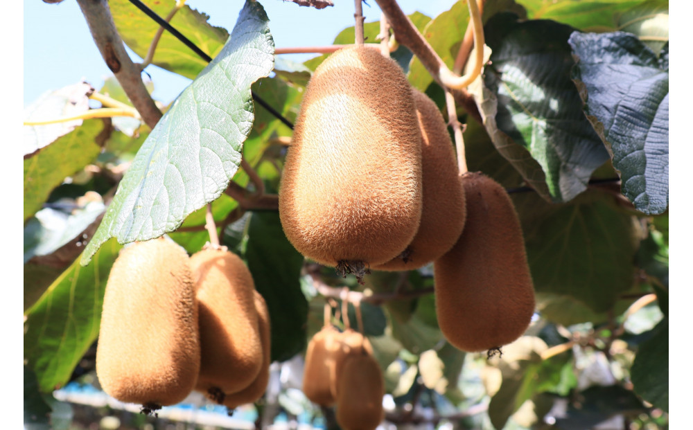 SANUKIFROZEN キウイフルーツ(香緑) 500g×4袋