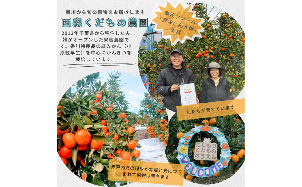 『2025年12月より順次発送』香川オリジナル品種「紅みかん(小原紅早生)」2.5kg[のしシール付き]