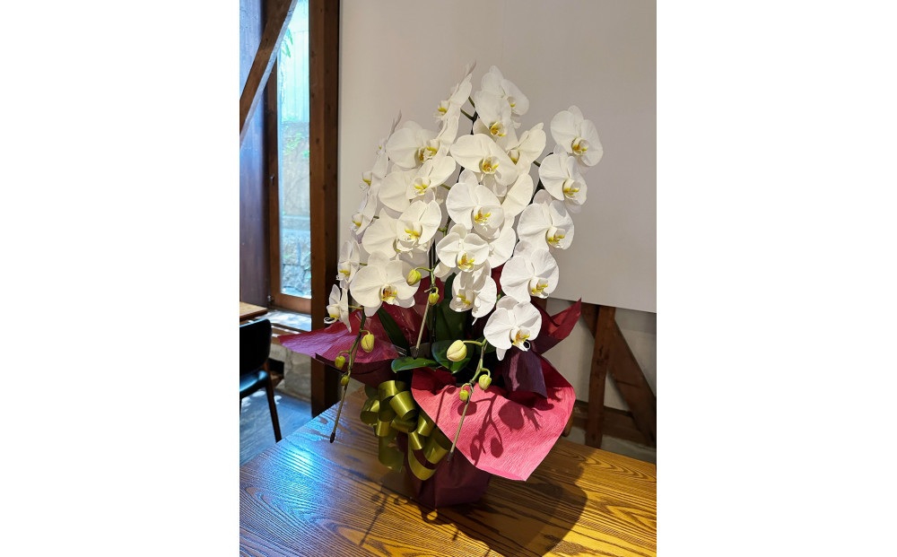 品質抜群　胡蝶蘭3本立て