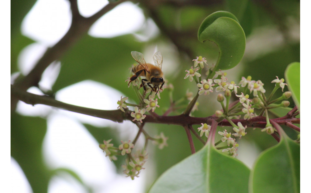 季節違いの峰山ハチミツ中瓶3本セット