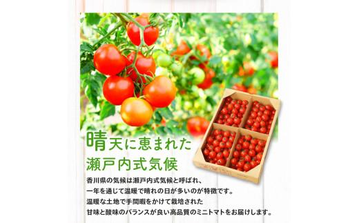 ミニトマト約2.7kg【2025-11月上旬～2026-6月中旬配送】
