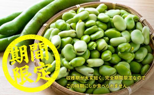 旬の味覚 そらまめ 約4kg【2026年4月下旬～2026年5月下旬配送】