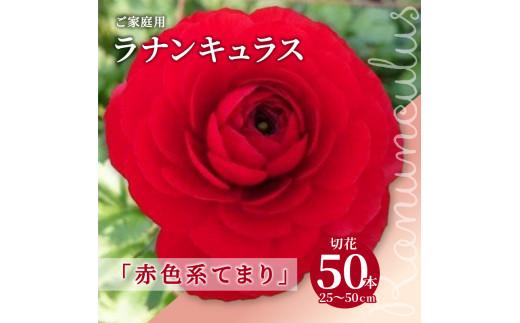 ご家庭用 ラナンキュラス「赤色系てまり」切花50本(長さ25～50cm)【2026年1月中旬～2026年3月下旬配送】