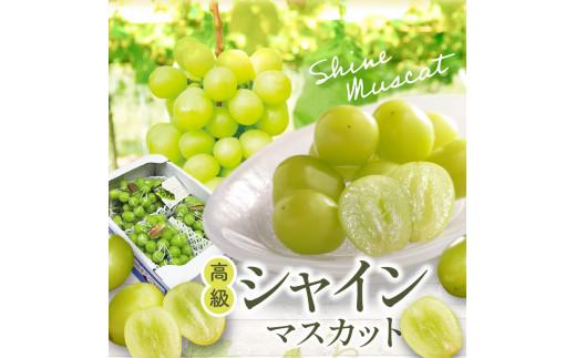 高級 シャインマスカット 約2kg 【2026-8月中旬～2026-9月下旬配送】