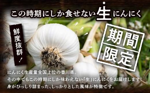 訳あり ご家庭用 生にんにく 約3kg【2026-5月上旬～2026-6月上旬配送】