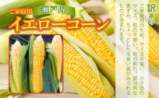 訳あり ご家庭用 瀬戸内イエローコーン 約8kg【2026-6月上旬～2026-7月中旬配送】
