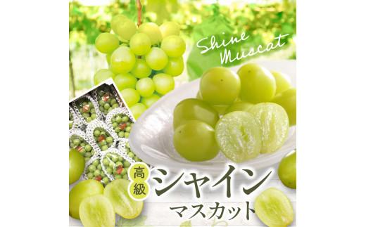 高級  シャインマスカット 約5kg【2026-7月下旬～2026-8月下旬配送】
