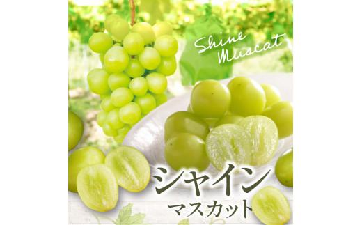 シャインマスカット 約 1.5kg  【2026-8月下旬～2026-9月下旬配送】