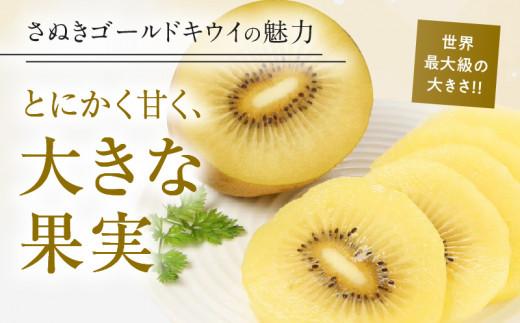 さぬきゴールドキウイ化粧箱　約1.4kg【2025-10月中旬～2026-1月下旬配送】