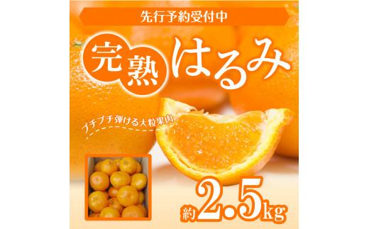 完熟 はるみ 約2.5kg【2026-2月下旬～2026-3月下旬配送】