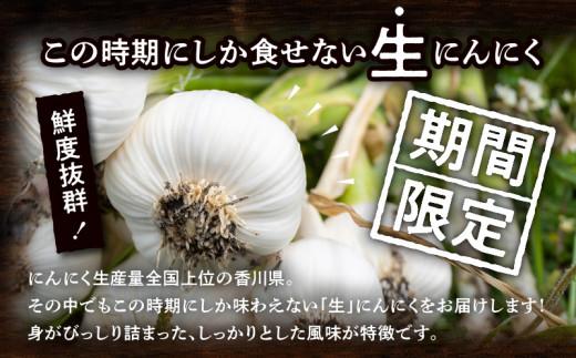 加工用 訳あり 生にんにく 約2kg【2026-5月上旬～2026-6月上旬配送】