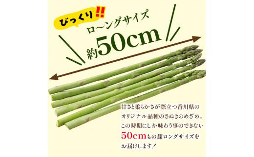 びっくりロ～ングサイズ さぬきのめざめロング約50cm 約2kg【2026-2月中旬～2026-4月下旬配送】