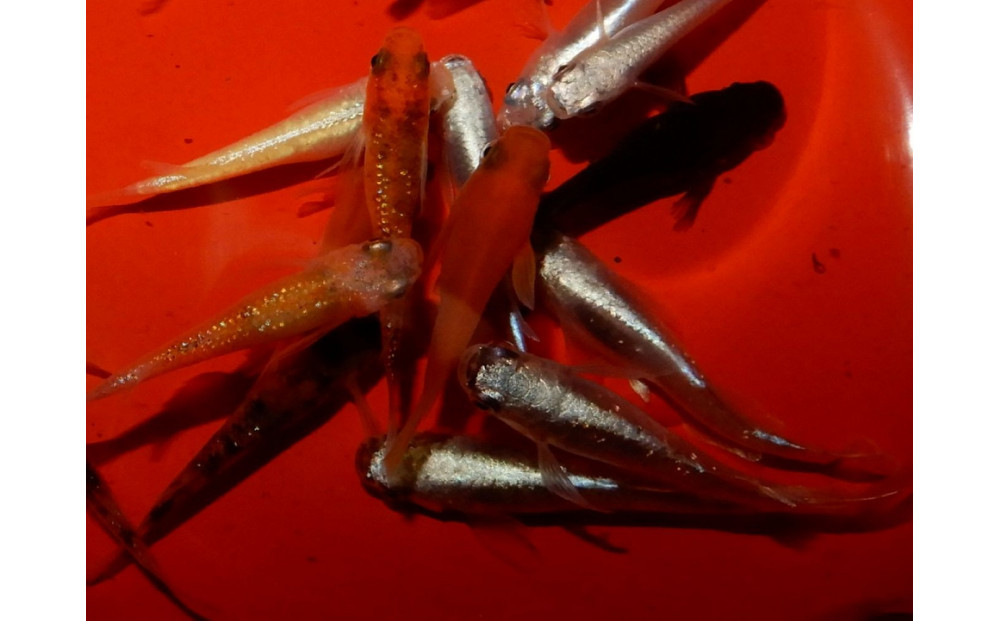 讃岐のめだかの特選めだか レインボーミックスめだか10ペア