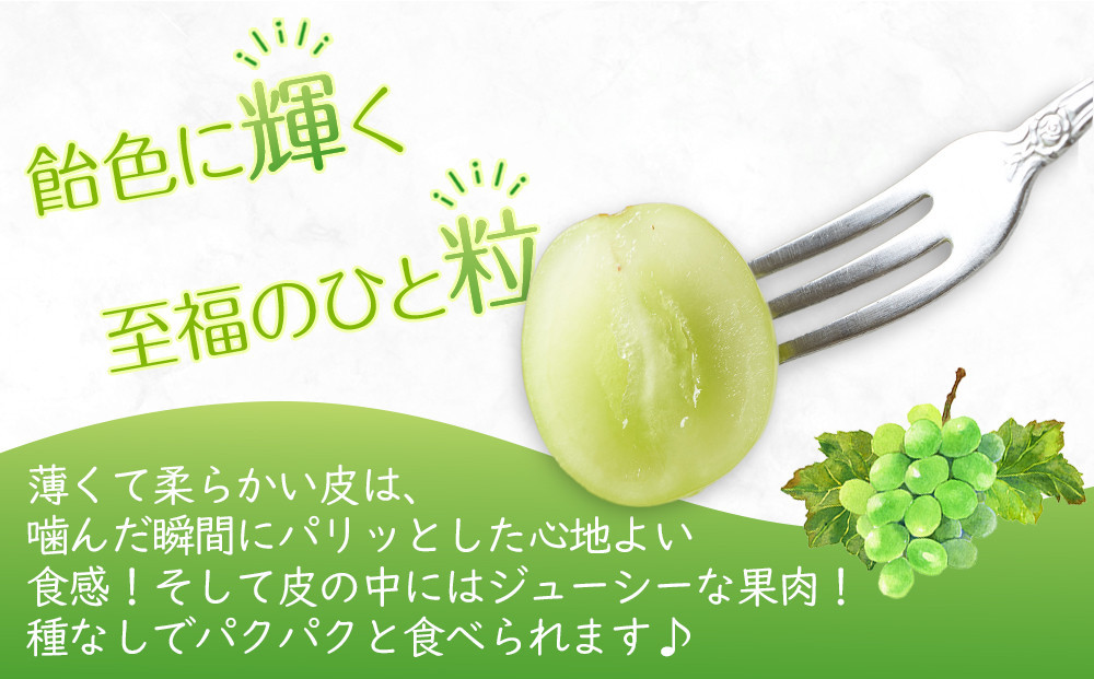 【2025年8月中旬より順次発送】極撰！シャインマスカット　約2kg(3～5房)｜ぶどう マスカット シャインマスカット ブドウ 種なしぶどう 種無し 葡萄 果物 フルーツ くだもの 先行予約 2025予約 冷蔵 香川 高松