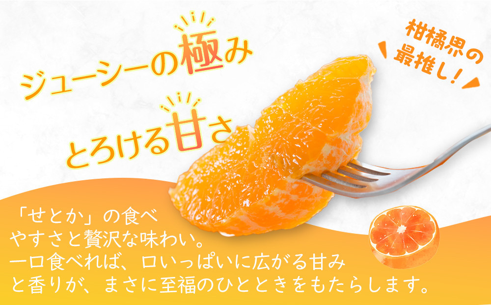 【2026年2月中旬より順次発送】柑橘界の大トロ！せとか　約3kg｜果物 くだもの フルーツ 柑橘 みかん せとか ミカン 人気 おすすめ お土産 ギフト 贈答 家庭用 先行予約 人気 おすすめ 香川 高松