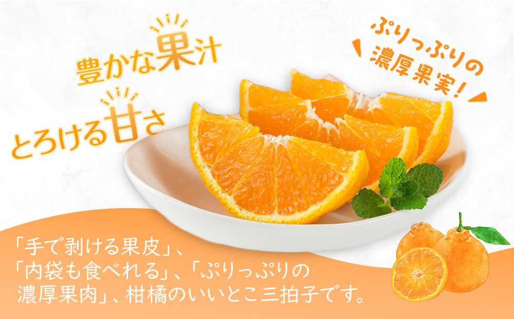 【2026年3月上旬より順次発送】ご家庭向け！濃厚甘味の「不知火(しらぬい)」約5kg｜果物 くだもの フルーツ 柑橘 みかん 不知火  濃厚 甘い ミカン 人気 おすすめ 先行予約 香川 高松