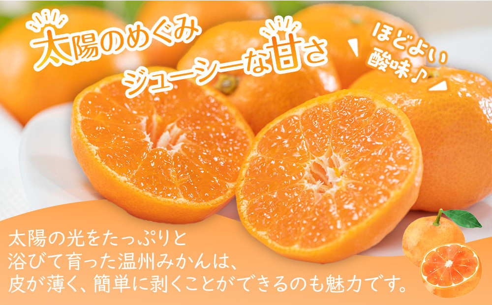 【2025年11月上旬より順次発送】極撰！温州みかん　約10kg｜果物 くだもの フルーツ 柑橘 みかん 温州みかん 人気 おすすめ 先行予約 香川 高松