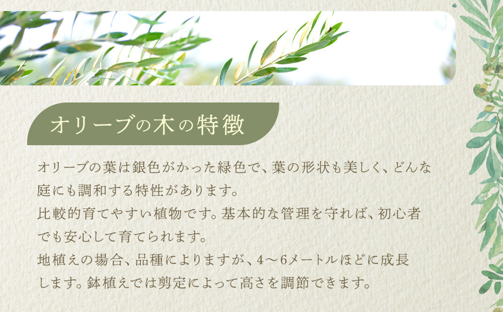 オリーブの木　Lサイズ　高さ約160～180cm