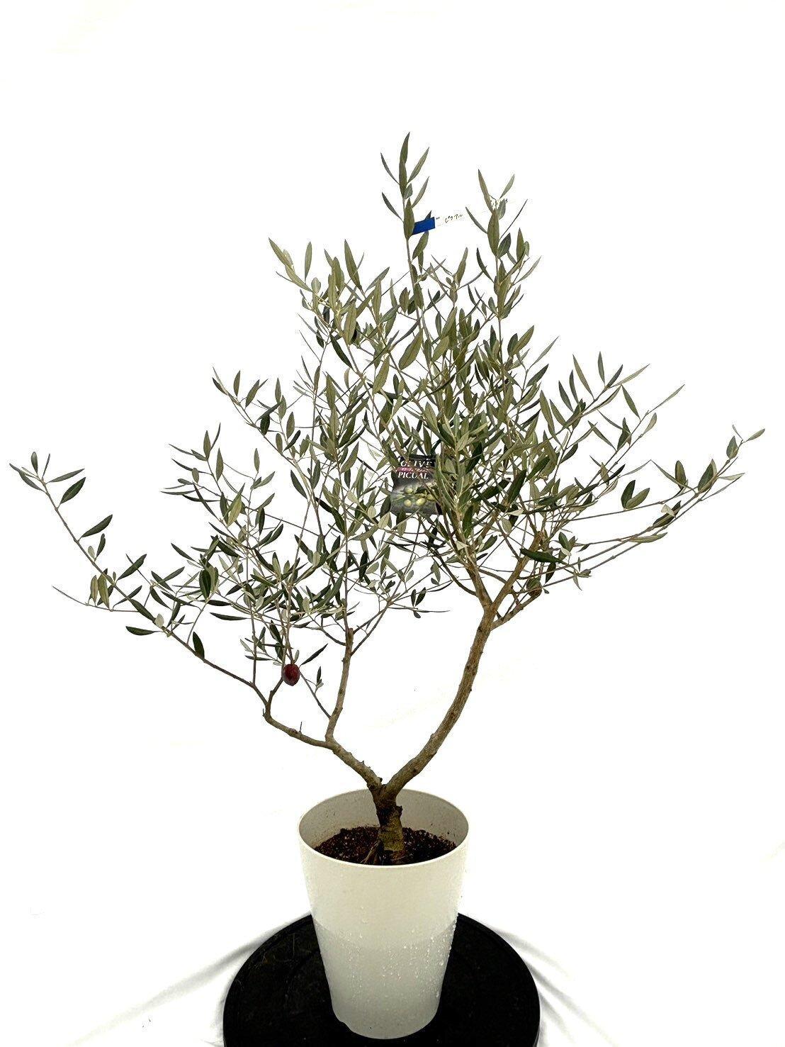 オリーブの木　Sサイズ　高さ約100～130cm