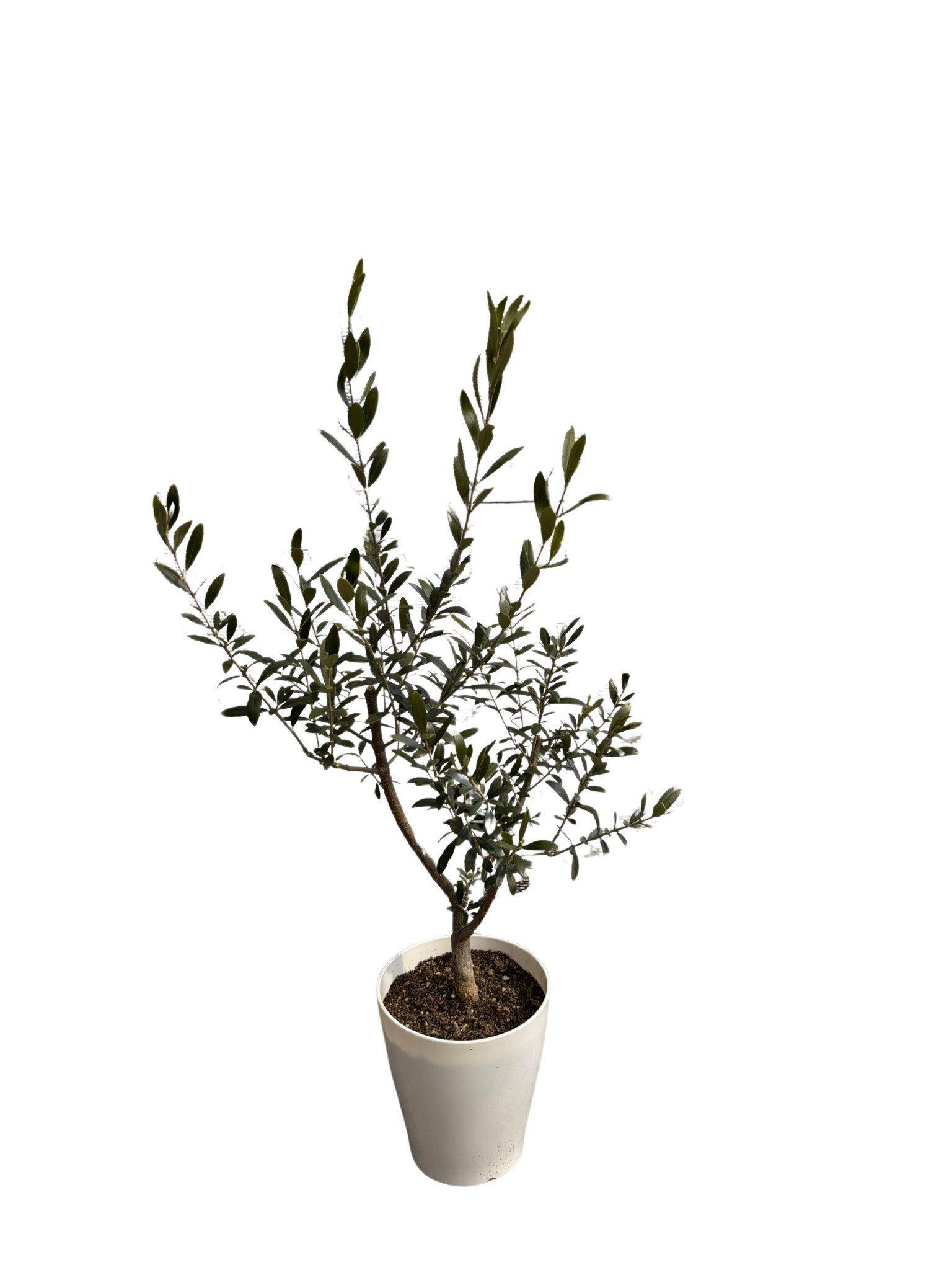 オリーブの木　XSサイズ　高さ80～100cm