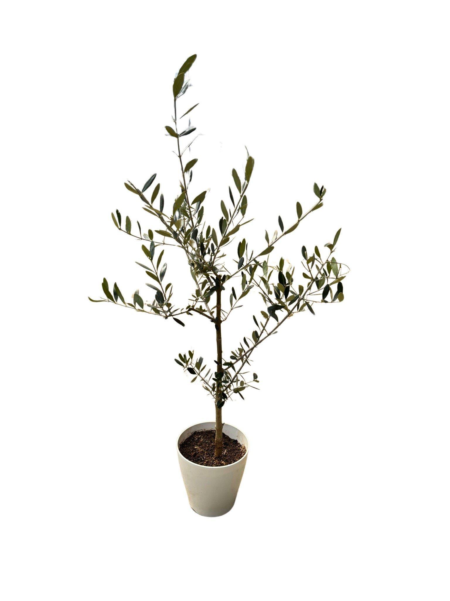 オリーブの木　XXSサイズ　高さ約50～80cm