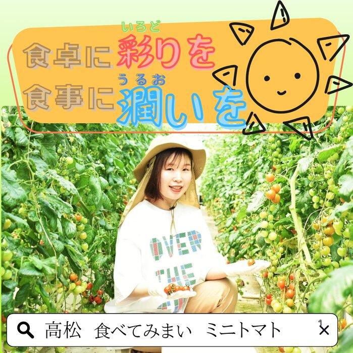 ミニトマト3.2kg (200g×16パック詰め）