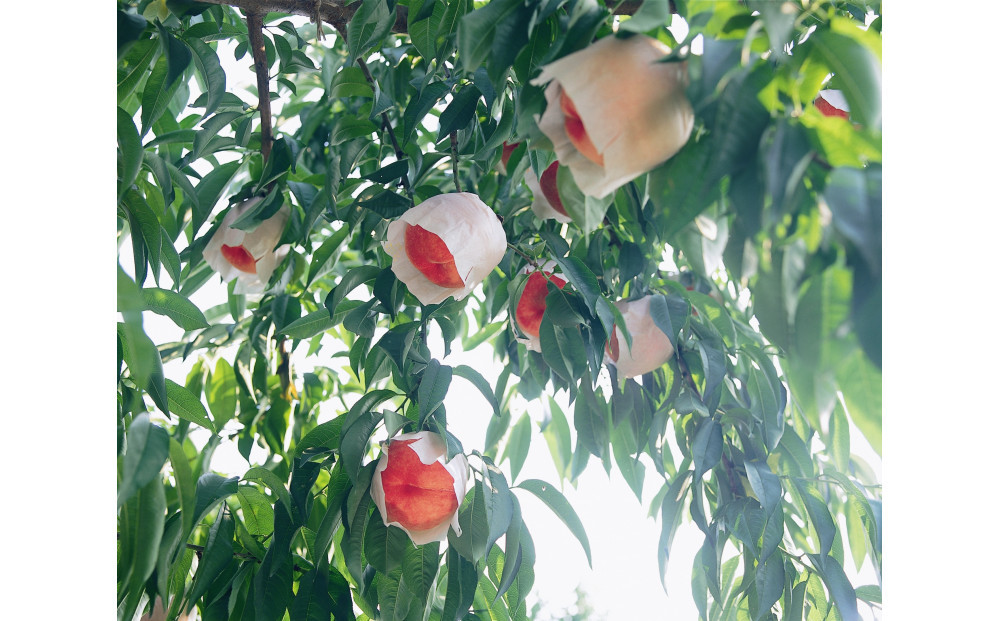 SANUKIFROZEN 桃 100g×8袋