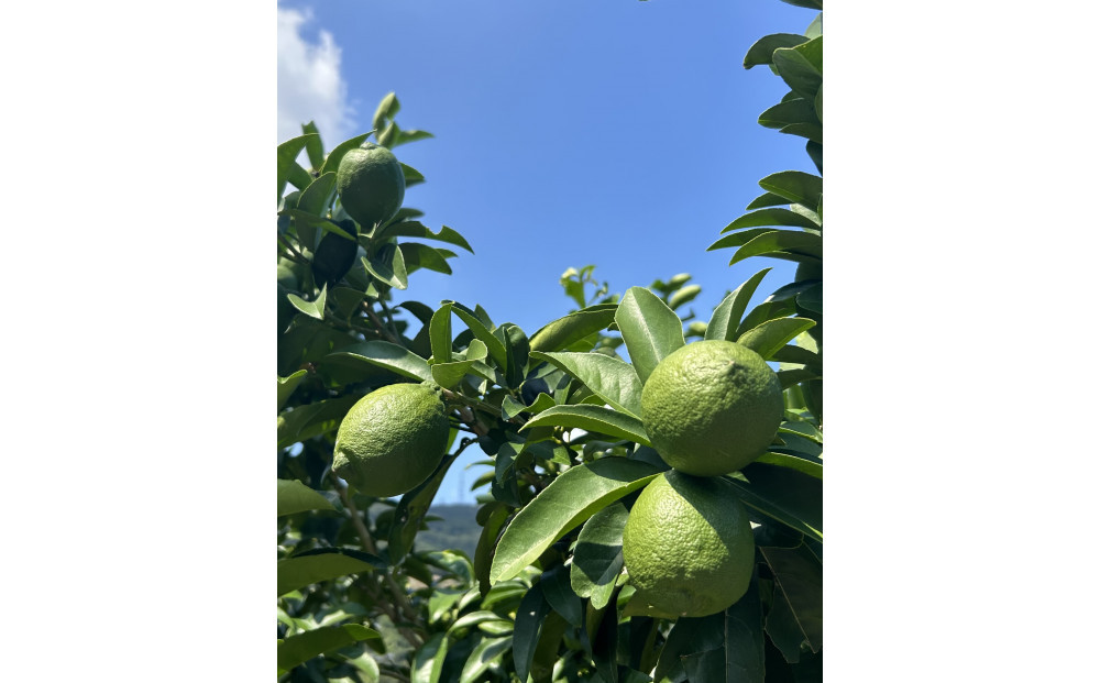 SANUKIFROZEN 璃の香 500g×4袋