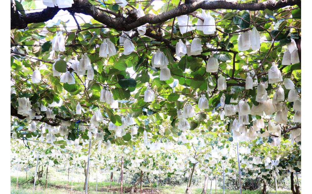 SANUKIFROZEN キウイフルーツ(香緑) 500g×4袋